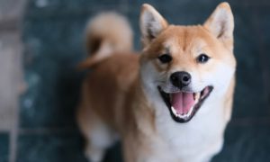 Shiba Inu